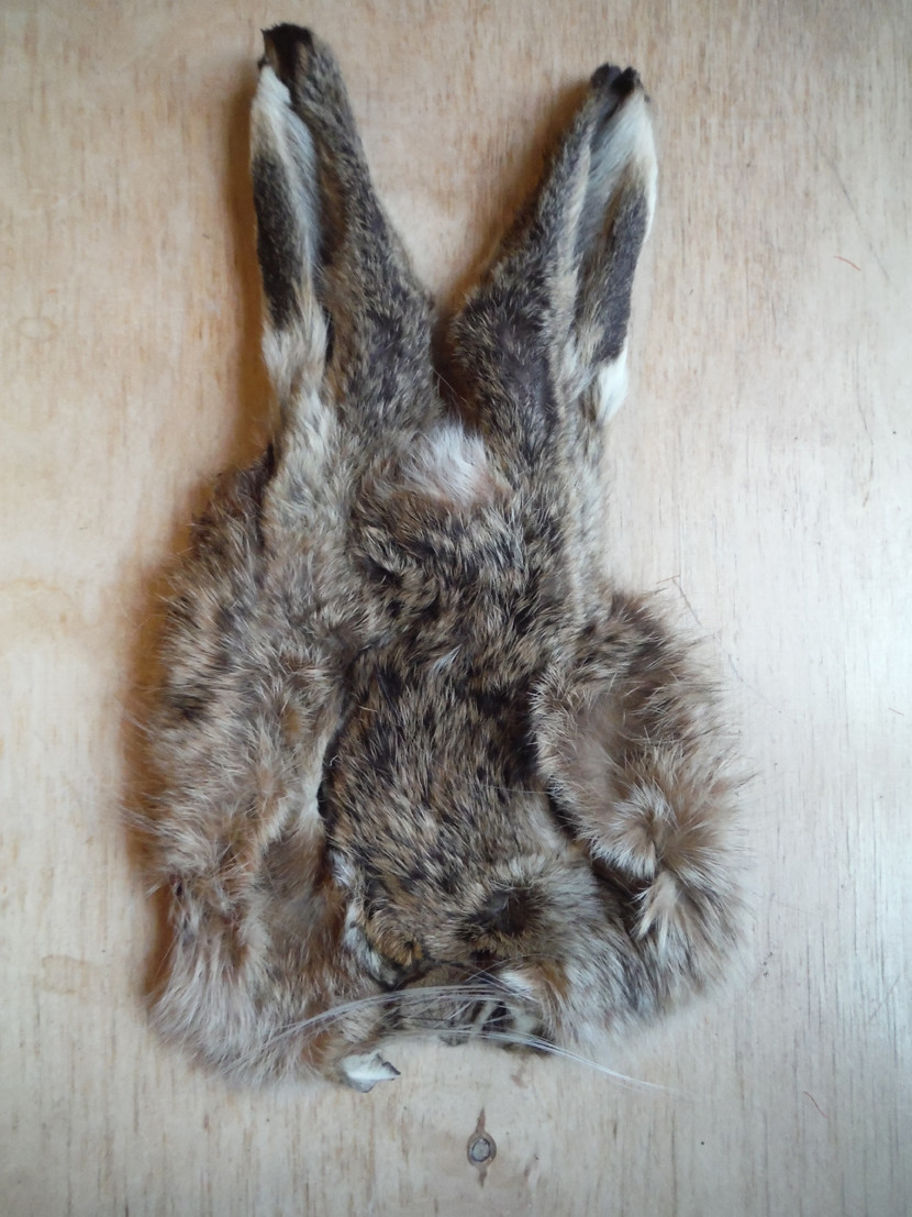 Hare's mask